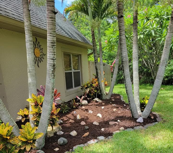 After: clean mulch bed with a stone border under the palms