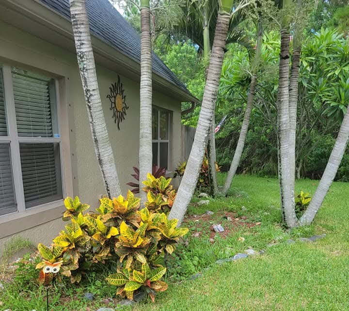 Before: patchy bed with crotons under palm trees