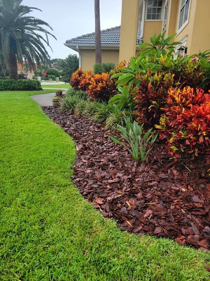 Colorful croton bed with brown mulch beside a lush green lawn