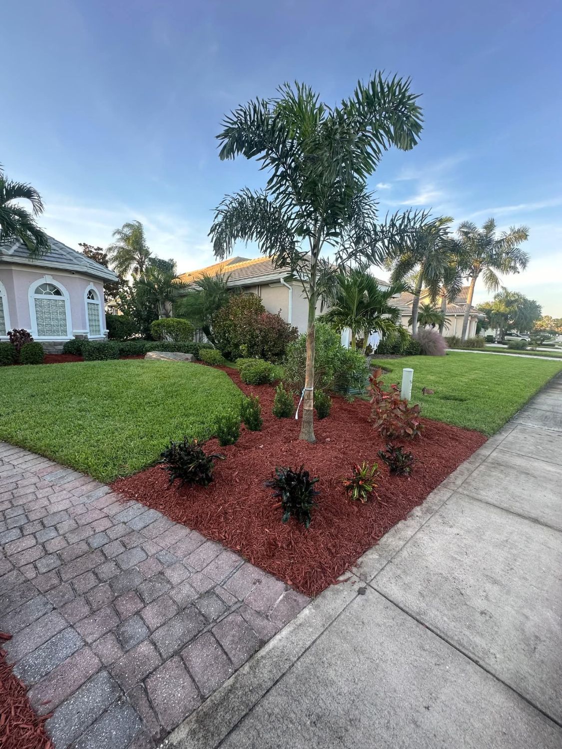 Palm tree in a fresh red mulch bed beside a paver driveway