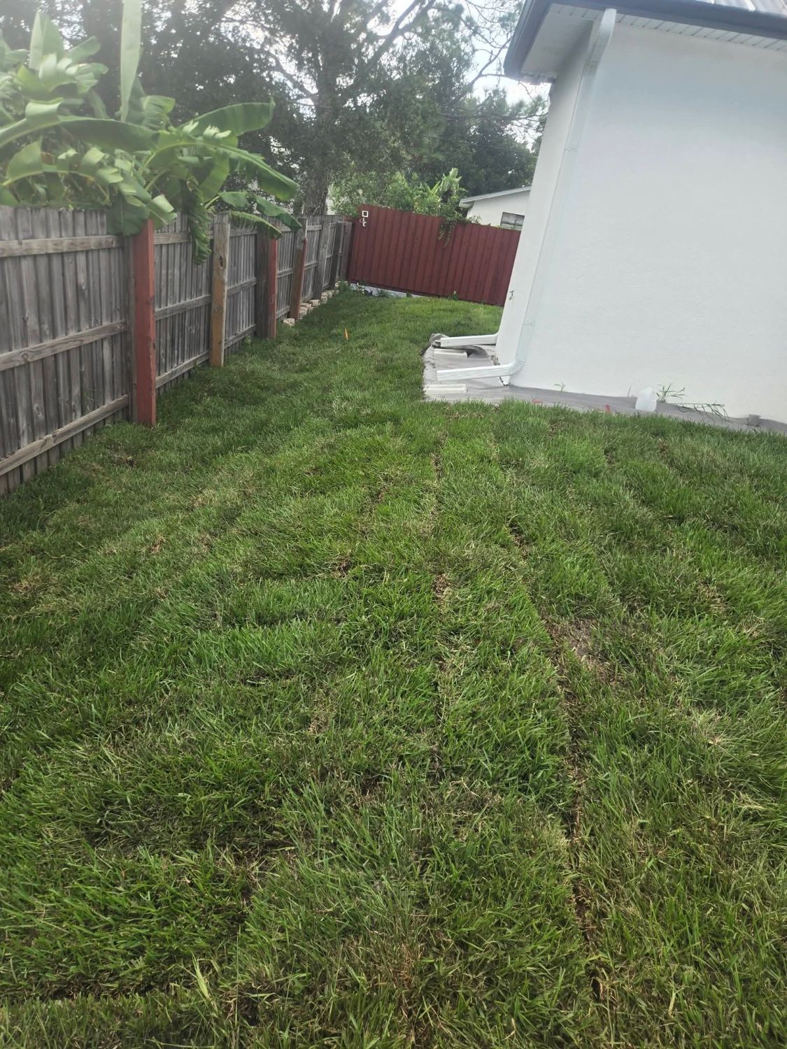 Thick green lawn in a fenced side yard